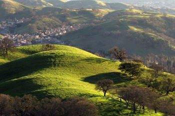 Hill with trees